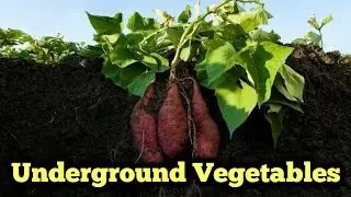 Underground vegetables| Tubers