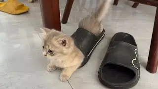 Kittens are so naughty! Use shoes as toys. Funny cat. Lovely cat