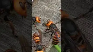 Single Honeybee Challenges Giant Hornet Swarm: A Tragic Battle