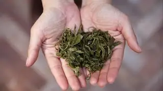 Health Benefit of drinking green tea