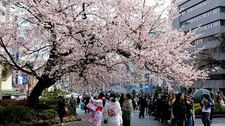 2024 Cherry blossoms in Ueno park Tokyo city Japan | Japan Walk