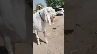 MashAllah ❤️ #goatfarming 2023