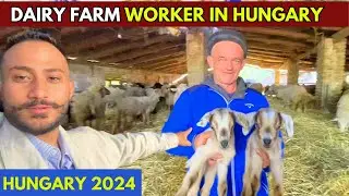 Dairy Farm workers in Hungary  | Hungary country |  Hungary