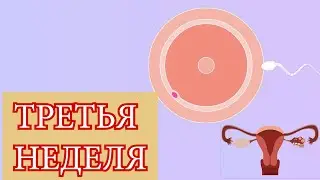 Третья Неделя беременности, Признаки, Симптомы и Эмбрион