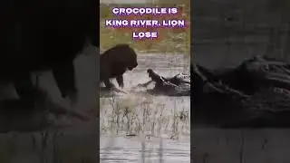 Crocodile Is King of River 