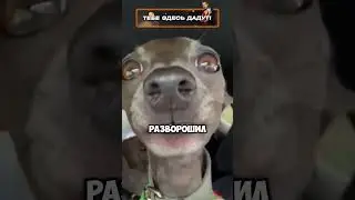 Подарили щенка 🐶🐶 