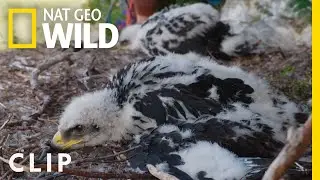 Reaching a golden eagle nest | Dr. Oakley, Yukon Vet | Nat Geo Wild