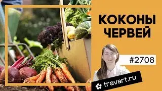 Коконы червя Старатель. Разведение червей. ТРАВАРТ 2708