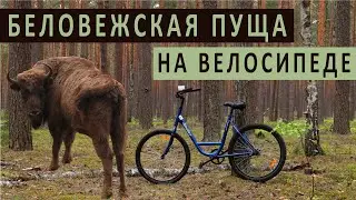 БЕЛОВЕЖСКАЯ ПУЩА НА ВЕЛОСИПЕДЕ