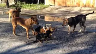 San Antonio street dogs breeding in the streets.