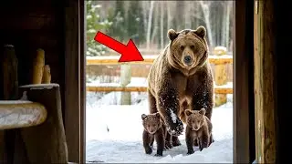 МЕДВЕДИЦА Замерзает С Двумя Медвежатами, И Решение Мужчины Открыть Дверь Вас Поразит!