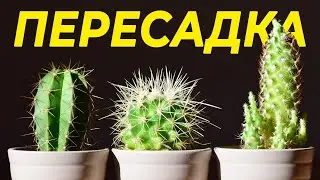 КАК ПЕРЕСАДИТЬ КАКТУС И НЕ ОБЛАЖАТЬСЯ? | ВЫБОР ГОРШКА, ПОЧВА, ПОЛИВ