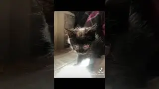 Спасение животных. Помощь бездомным животным. Спасение кота.