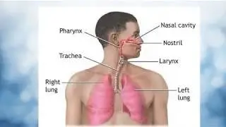 Travel of Air Through Respiratory System - Gas Exchange in the Lungs - Nose to Alveoli Pathway