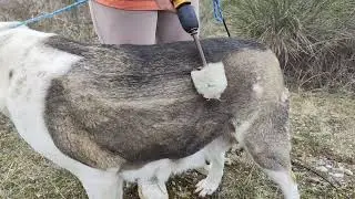 Проверка лайфхака по экспресс линьке собаки!