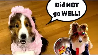 Trick or Treat Disaster! 👻🐶🎃 a Halloween Compilation e371