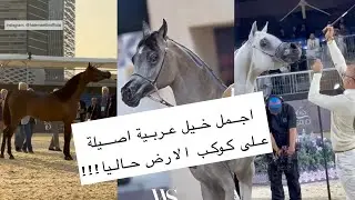 اجمل خيول عربية اصيلة على كوكب الارض حاليا.. أمهار وافحل ومهرات.. ماشاء الله تبارك الله