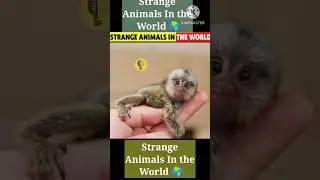 Strange Animals in the world 🌎#shorts #viralshorts #wildlifeanimals #wildlife #ytshorts