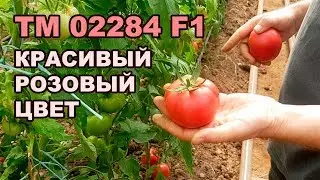 TM 02284 F1 - КРАСИВЫЙ РОЗОВЫЙ ЦВЕТ ПОМИДОРА (01-10-2018)