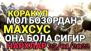 КОРАКУЛ МОЛ БОЗОРДАН МАХСУС,ОНА БОЛА СИГИР НАРХЛАР 23/01/2022