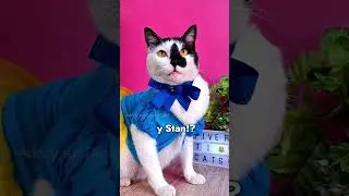 Como cuando traes un gato bebe a casa y gatita adulta lo rechaza! 😹😸y mas humor con mis gatos!