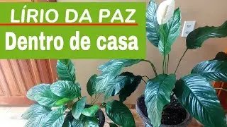 como cuidar do seu LÍRIO DA PAZ dentro de casa. COM ESSAS DICAS ELE VAI FLORIR.