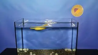 Sink or Float - Banana