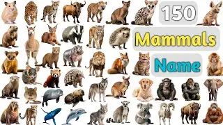 Mammals Vocabulary ll 150 Mammals Name In English With Pictures ll Animals Name in English