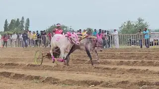 लखन अन फाजील राव गट पास । माळशिरस जुना बैल पोळा मैदान