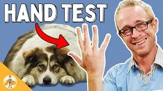 The Simple Way To Know If Your Dog Is Overweight - Veterinarian Explains