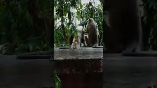 BABY MONKEY BANDAR DANCE CUTE HANUMAN DISCO DANCE  🙀💃🏻