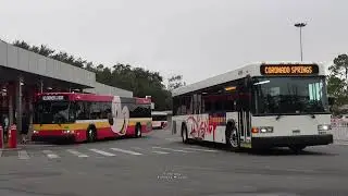 Buses in Disneyworld, Florida - Look at that cute paint scheme!