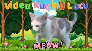 Lagu Kucing Meong Video Kucing Lucu Semuanya meong meong - KBeeb #kucing #kucinglucu