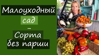Малоуходный сад. Сорта без парши