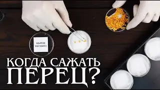 Когда сажать острый перец?