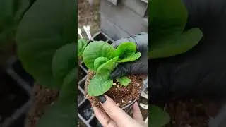 Примула к 8 марта!