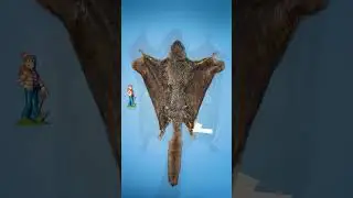 Smallest vs Largest Flying Squirrel