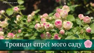 Троянди спреї мого саду. One branch is a bouquet. A spray roses is ideal for the foreground. #spray