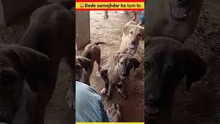 Dog |Puppy| Dog sounds |Chote pille #shorts #insaniyat #dog #cat #puppy #funny #animals #shortvideo