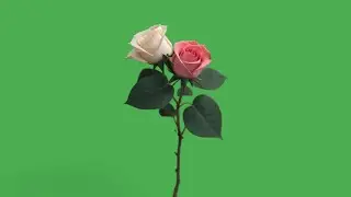 White and pink rose green screen video download | Flower green screen video