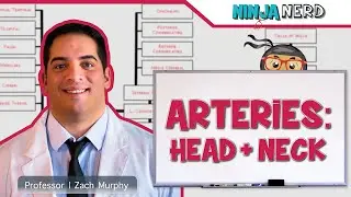 Circulatory System | Arteries of the Head & Neck | Flow Chart