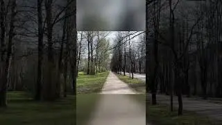 кабаны, еврейское кладбище и дело для учебников криминалистики