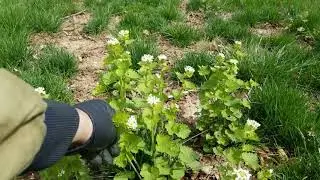 Intro to Garlic Mustard