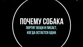 Собака писает и портит вещи, когда остается одна. Что делать?