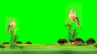 Sparrow green screen video/ beautiful nature green screen video HD