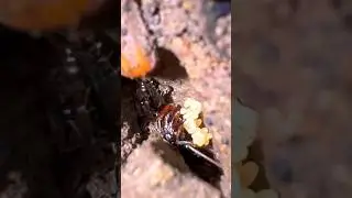 Ants In Puerto Rico (Trapjaw Ants)