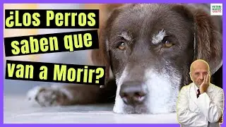 💔 ¿LOS PERROS SABEN QUE VAN A MORIR? 💔