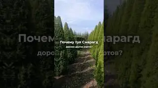 Как правильно выбрать тую? 20.02.2025 
