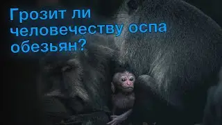 Грозит ли человечеству оспа обезьян?