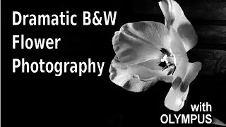 Flower Photography Tips for Beginners: Dramatic B&W Using Off Camera Flash ep.151